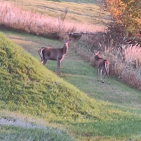 Bialy Deren Z Balia Na Wylacznosc Milówka