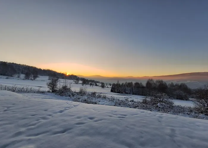 Biały Dereń Z Balią Na Wyłączność *
