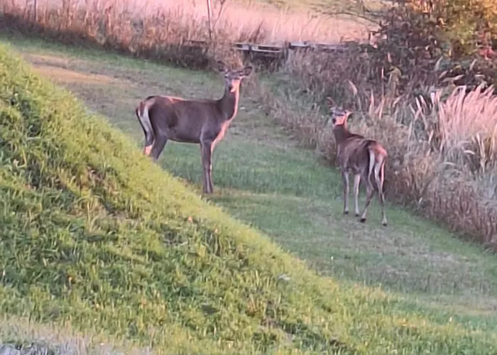 Bialy Deren Z Balia Na Wylacznosc Milówka